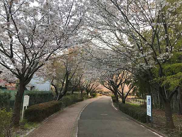 桜に囲まれた遊歩道