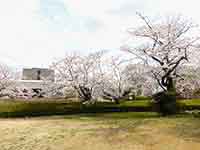 並んで咲かせる大きな桜の木