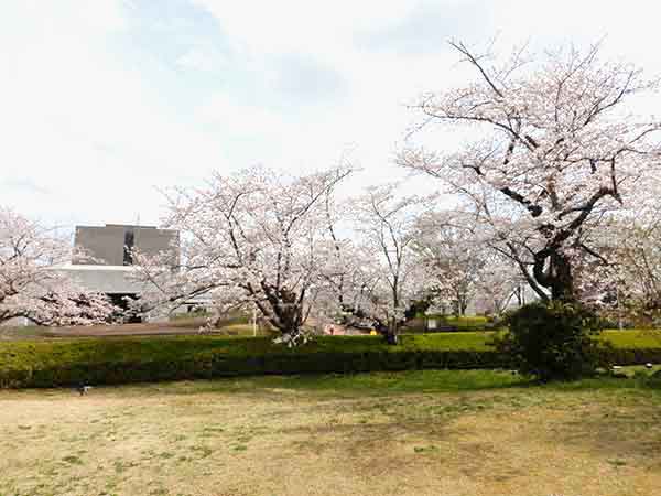 城址の堀沿いに咲く桜