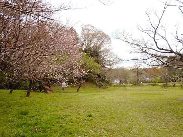 訓練用12階段横の大きな桜