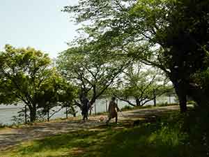 袖ヶ浦公園の池と緑の豊富な歩道