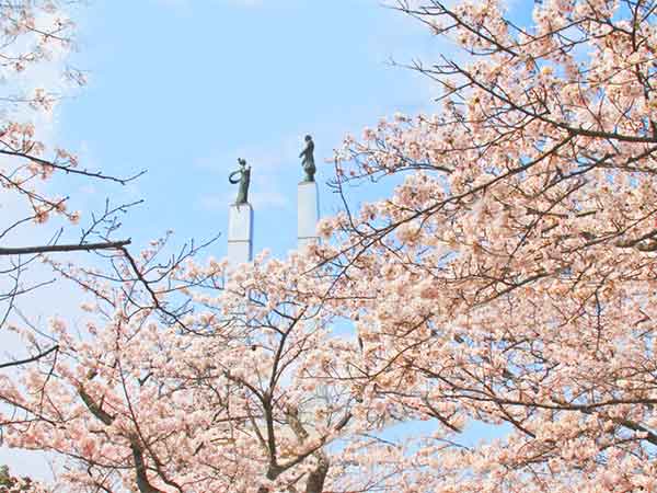 太田山公園に咲いた満開の桜と青い空