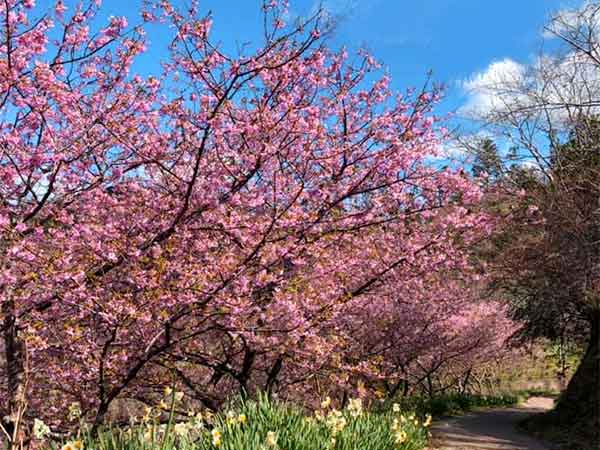 佐久間ダム湖親水公園に咲いた鮮やかな桜