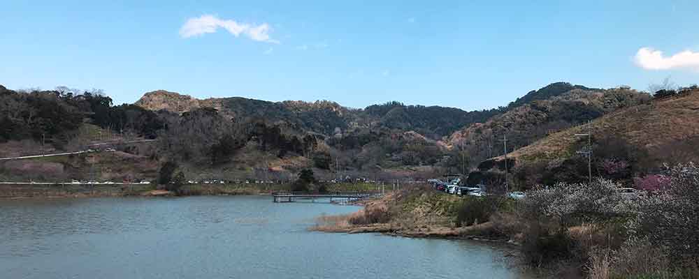 佐久間ダム湖と周辺の桜