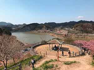 河津桜が満開になったダム湖