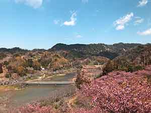 佐久間ダム湖親水公園に咲いた鮮やかな桜