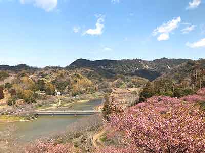 高台から望むダム湖と頼朝桜の景色