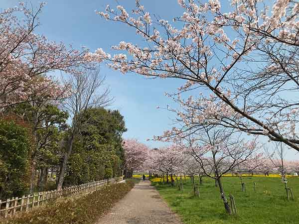 芝生横歩道に咲いた桜