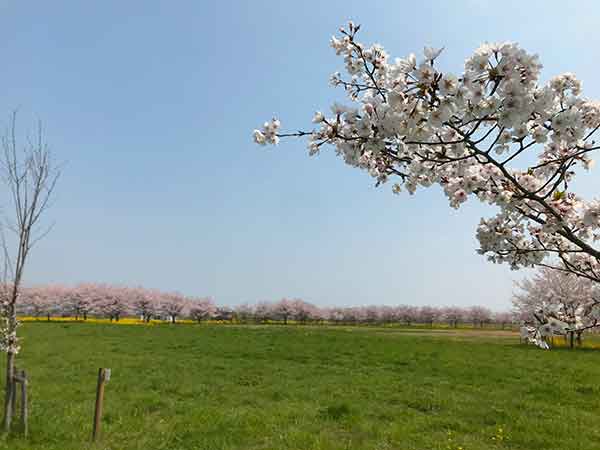 関宿にこにこ水辺公園の芝生と桜