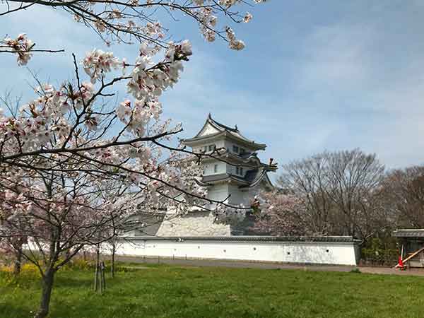 関宿城と桜のコラボ