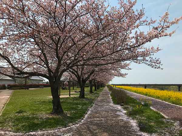 桜の下の広い歩道