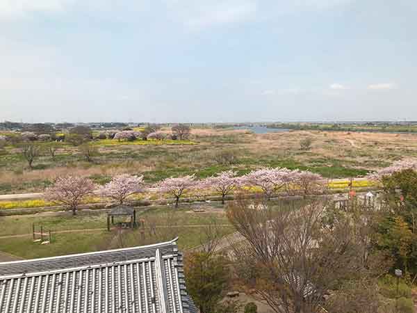 展望エリアから見た桜の景色
