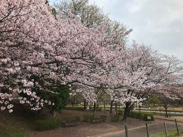 野田市総合公園通路に咲いた満開の桜とベンチ
