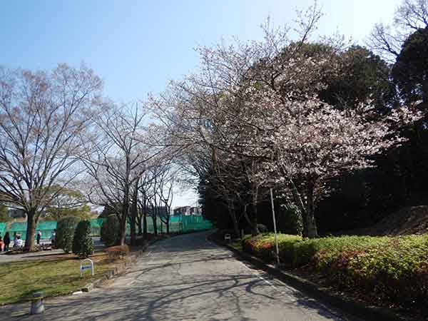 桜が脇に咲いている歩道