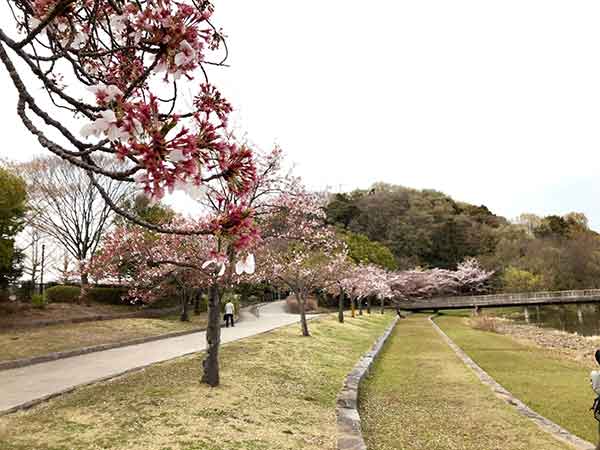 西口付近の桜の景色