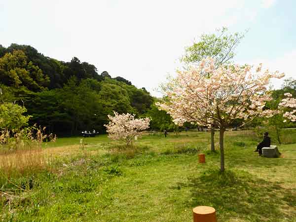 21世紀の森と広場に咲く遅咲きの牡丹桜
