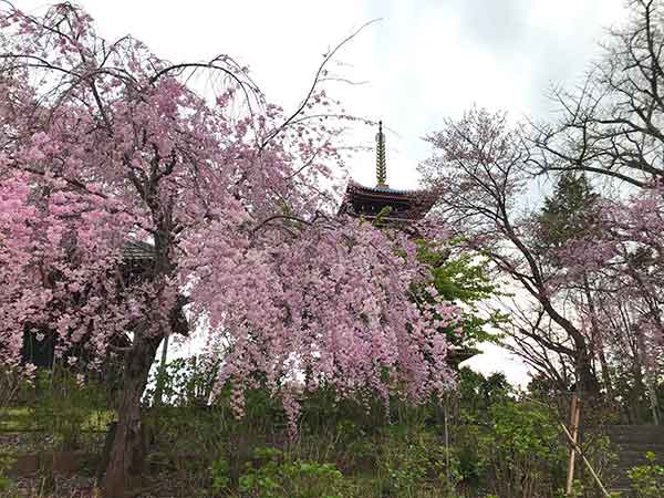 満開の枝垂れ桜と五重塔