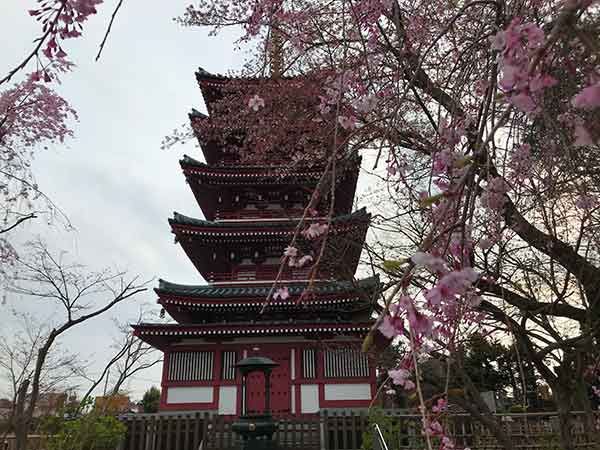 金乗院の五重塔と桜
