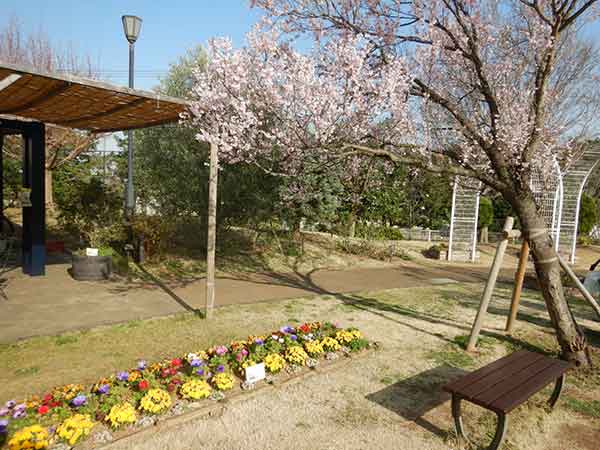 1本だけ咲いた桜の木と芝生広場
