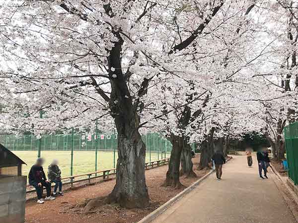 野球場横の桜並木