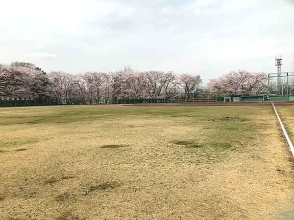 桜に囲まれた野球場