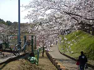 桜が満開の歩道