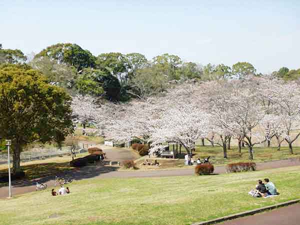 桜が見事な芝生広場