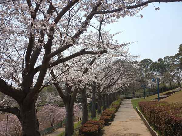 桜の並木道を犬と散歩する人
