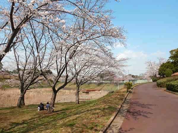 歩道に咲く桜