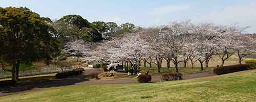 桜が見事な中台運動公園の高台景色