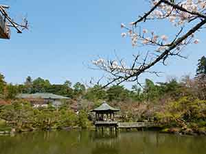 成田山公園の池と桜の枝