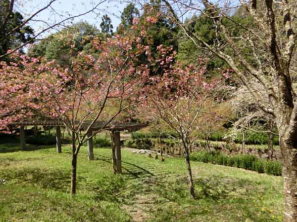 渓流入口に咲く遅咲きの桜
