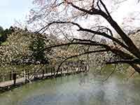 坂田が池にかかった橋と桜