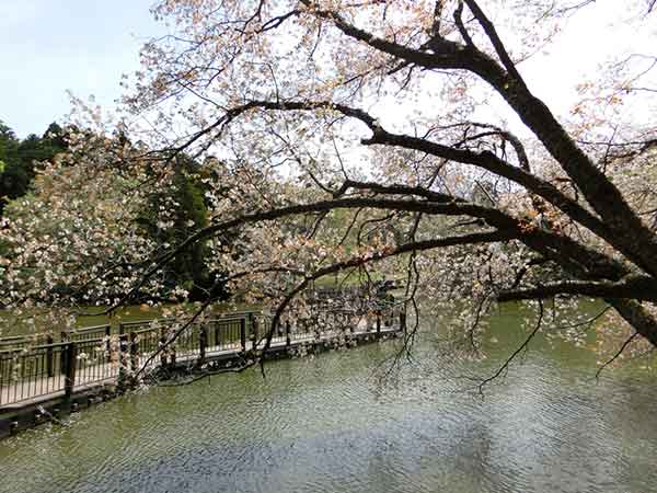 池の周辺に咲く桜