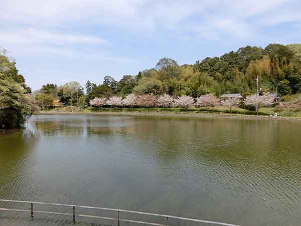 坂田が池周辺の見事な桜