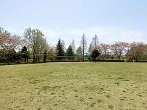 広々としている芝生広場
