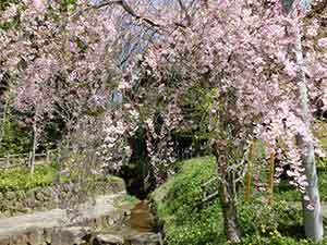 遅咲きの桜も随所に点在