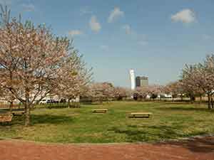 桜が咲いている北総花の丘公園の芝生広場