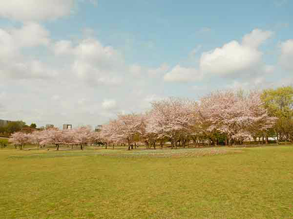 巨大な芝生広場に咲いた桜