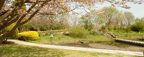 北総花の丘公園Bゾーンの桜と池
