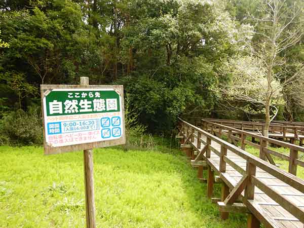 自然生態園の木道と水生植物