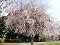 満開に咲いた遅咲きの桜