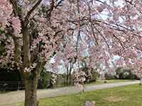 見事な桜の花びら