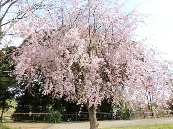 孤独に咲く巨大な桜