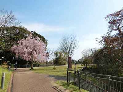 木下万葉公園の広場に咲く桜