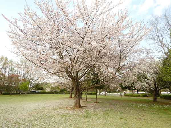 牧の原公園の芝生に咲いた大きな桜