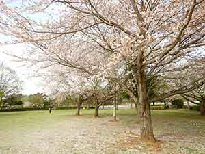 牧の原公園の芝生の上の桜並木