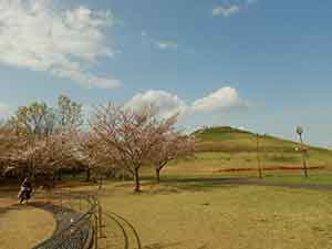 牧の原公園の丘と桜