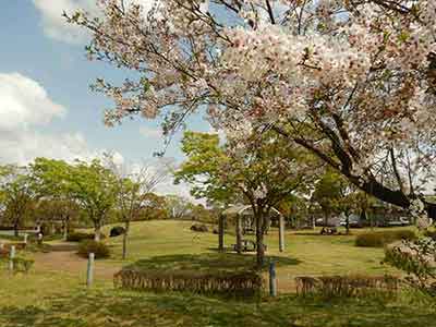 松山下公園の丘と桜