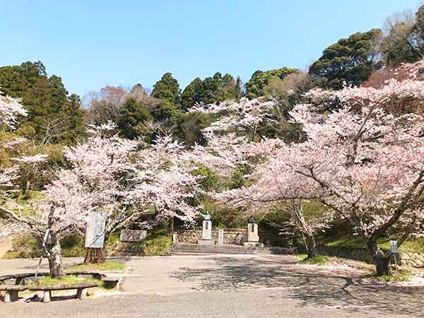 山村新治郎像と多数の桜